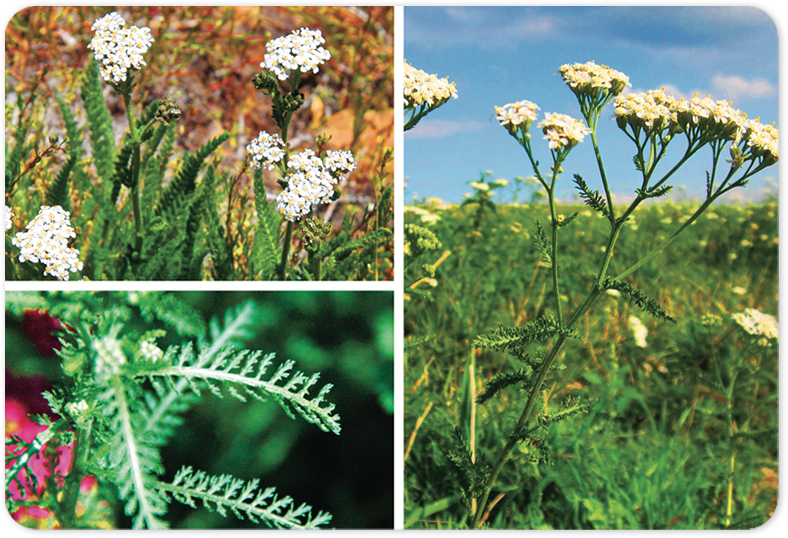 Plant Id Cards - The Easiest Way To Learn Plants