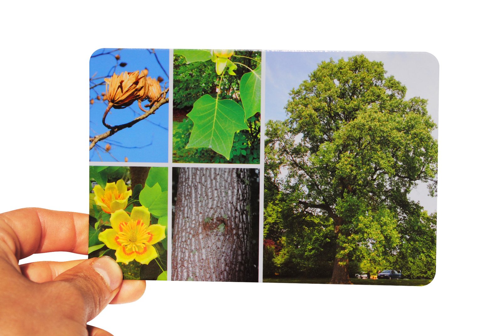 Trees plant ID flashcards additional card fronts
